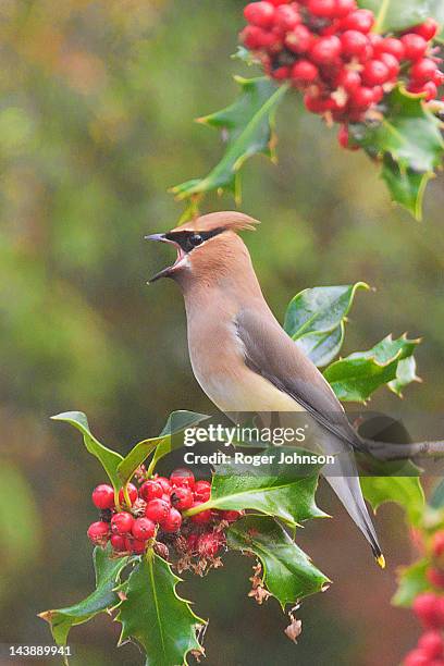 cedar waxwing in our holly bush - cedar waxwing stockfoto's en -beelden