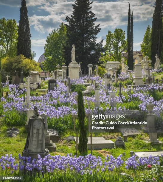 cimitero degli inglesi, english cemetery - evergreen cemetery stock pictures, royalty-free photos & images