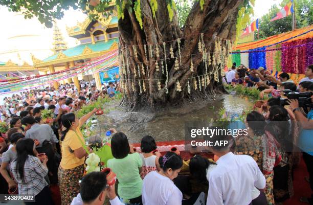 Buddhist faithful pay worship and offter water to the sacred tree of the Shwedagon Pagoda in Yangon on May 5, 2012. The gahering took place on the...