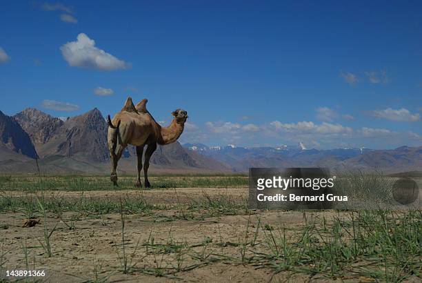 pamir mountains and plateau vessel - bernard grua stock pictures, royalty-free photos & images