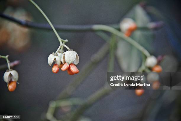 bittersweet berries in winter - bittersweet berry 個照片及圖片檔