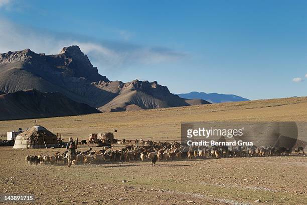shepherds on roof of world - bernard grua stock pictures, royalty-free photos & images
