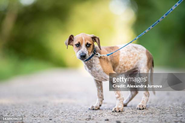 mixed breed dog (rescued dog) - no confidence stock pictures, royalty-free photos & images