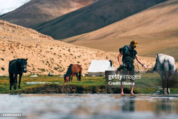 man with horses in a small pond on the mountains of the ladakh region, india - leh stock pictures, royalty-free photos & images