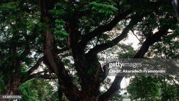 Big Strong Tree Photos and Premium High Res Pictures - Getty Images