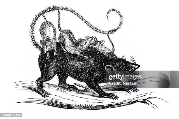 Scariest Rats 391 Scary Rat Stock Photos, High-Res Pictures, and Images - Getty Images