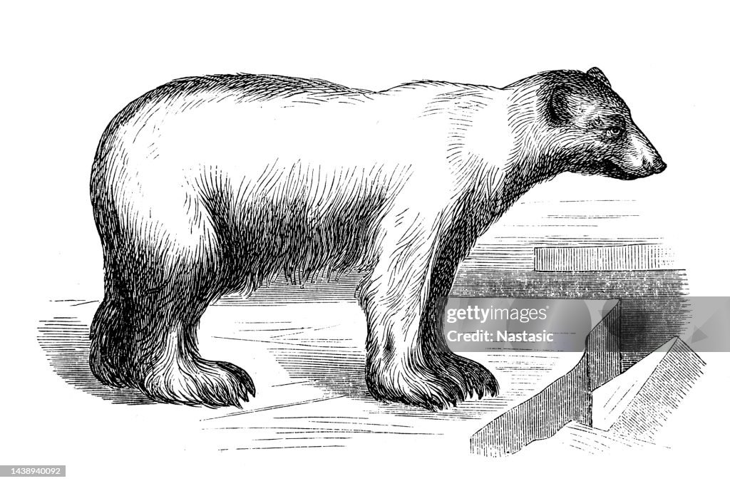 ネコ(Ursus Maritimus