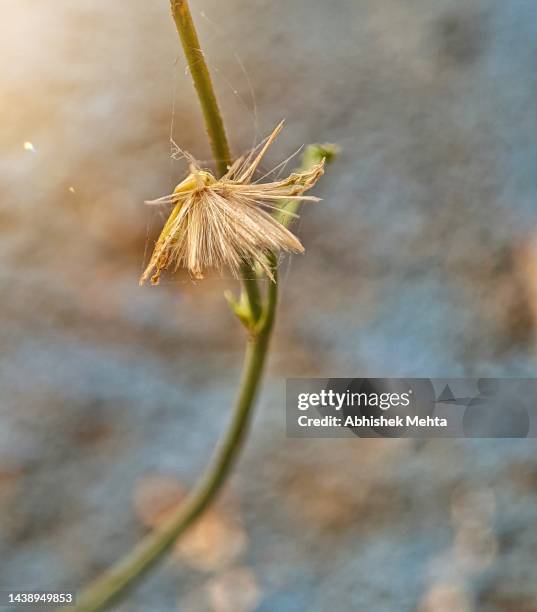 withered flower - wilted stock pictures, royalty-free photos & images