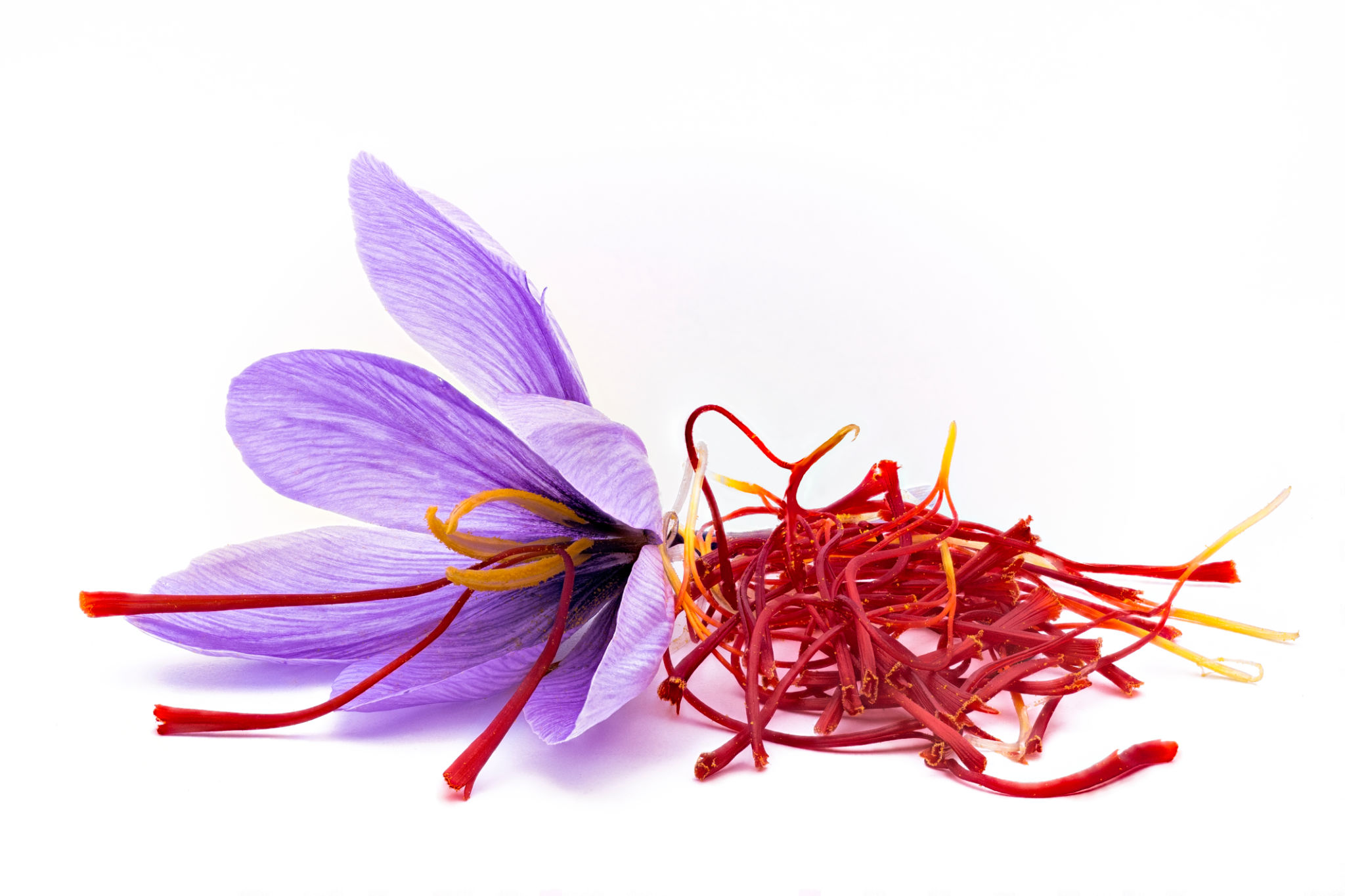 Saffron (Crocus sativus) flowers and spice dried Saffron (Crocus sativus) flowers and spice dried