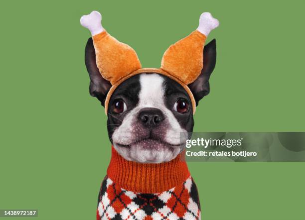 funny dog wearing thanksgiving turkey leg headband - dog thanksgiving fotografías e imágenes de stock