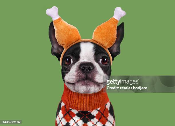 funny dog wearing thanksgiving turkey leg headband - 2022 a funny thing stock pictures, royalty-free photos & images
