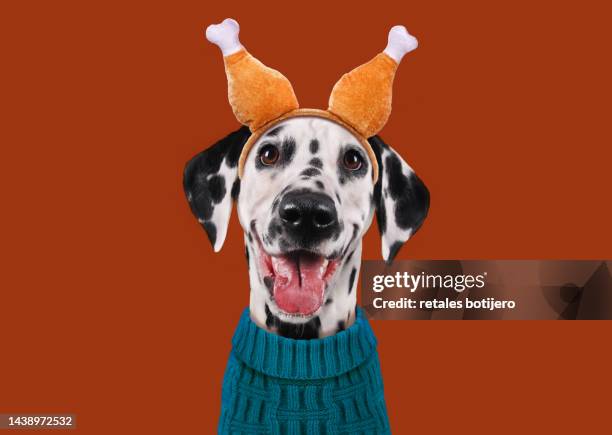 funny dog wearing thanksgiving turkey leg headband - dog thanksgiving fotografías e imágenes de stock