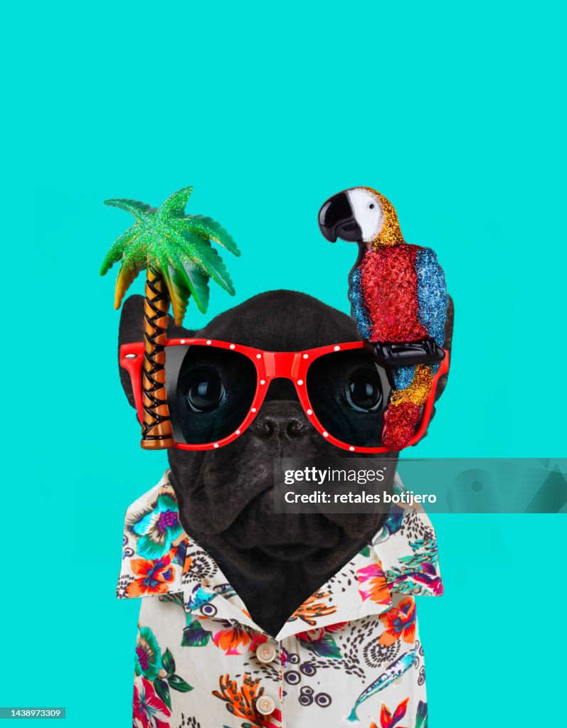 Funny dog wears parrot glasses