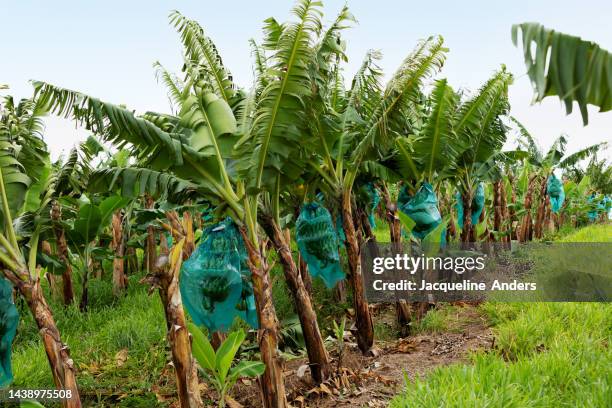 banana tree with growing bananas on a plantation in the caribbean - antilles stock pictures, royalty-free photos & images