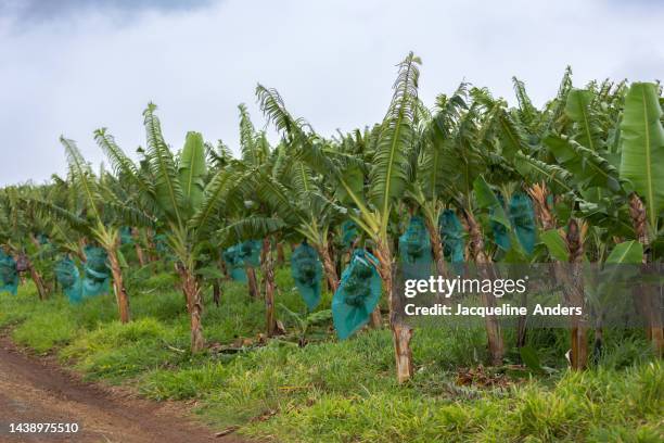 banana tree with growing  bananas on a plantation in the caribbean - banana tree stockfoto's en -beelden