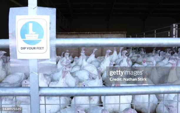 Turkeys run free in a barn area on November 04, 2022 in Cheshire, United Kingdom. Due to the largest outbreak of Avian Flu in the UK, bird keepers...