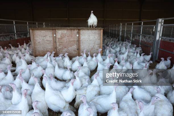 Turkeys run free in a barn area on November 04, 2022 in Cheshire, United Kingdom. Due to the largest outbreak of Avian Flu in the UK, bird keepers...