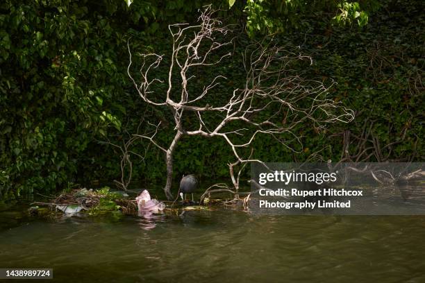 coote nesting with chicks - rupert young stock pictures, royalty-free photos & images