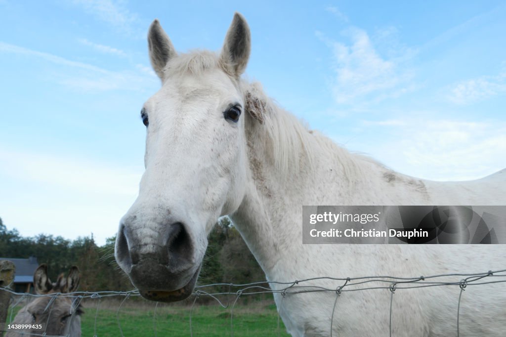 Horses