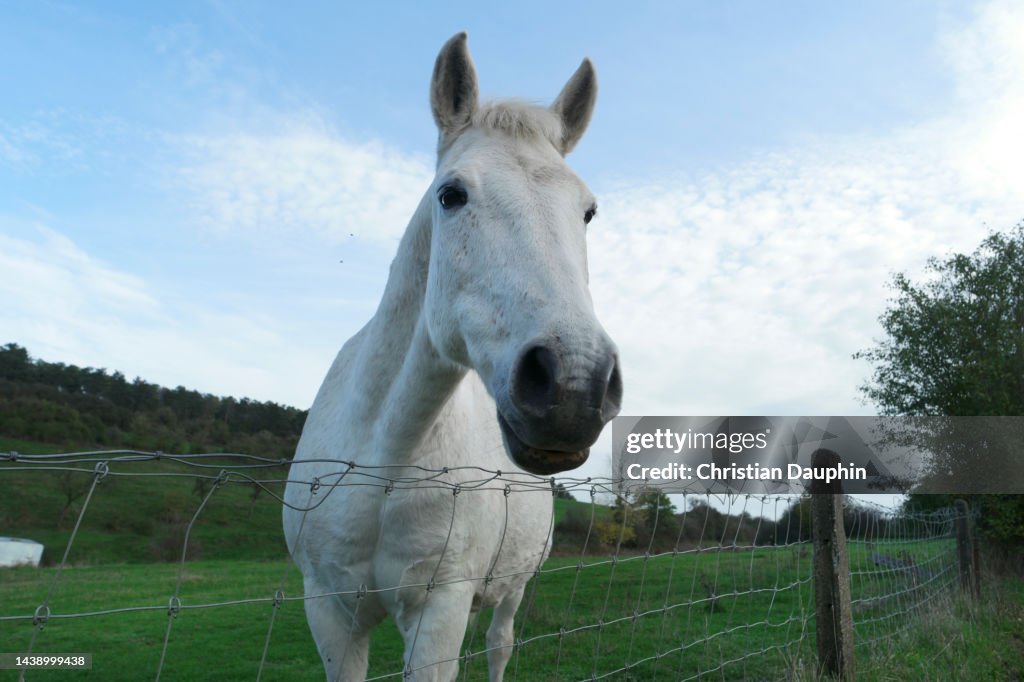 Horses