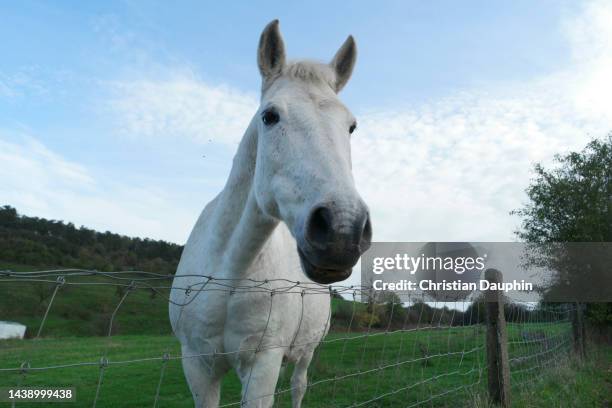 Horses, Stock-Foto