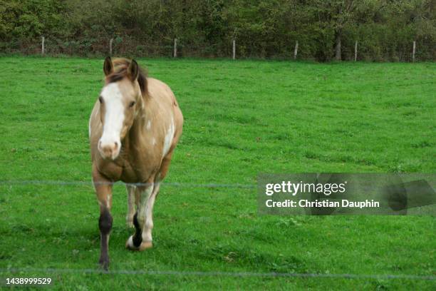 Horses, Stock-Foto