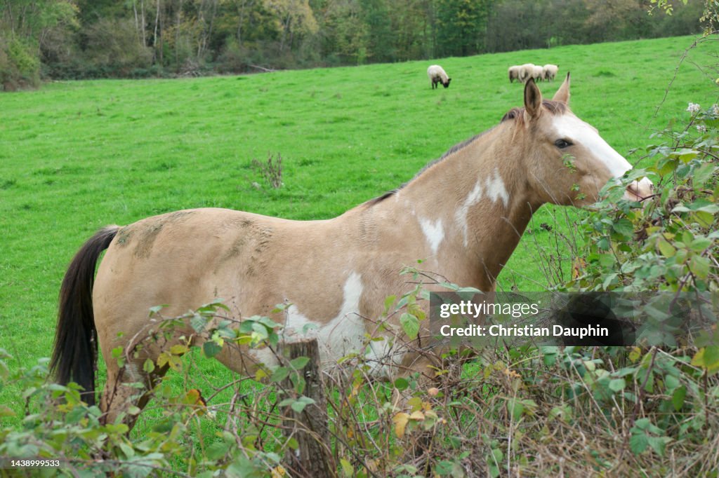 Horses