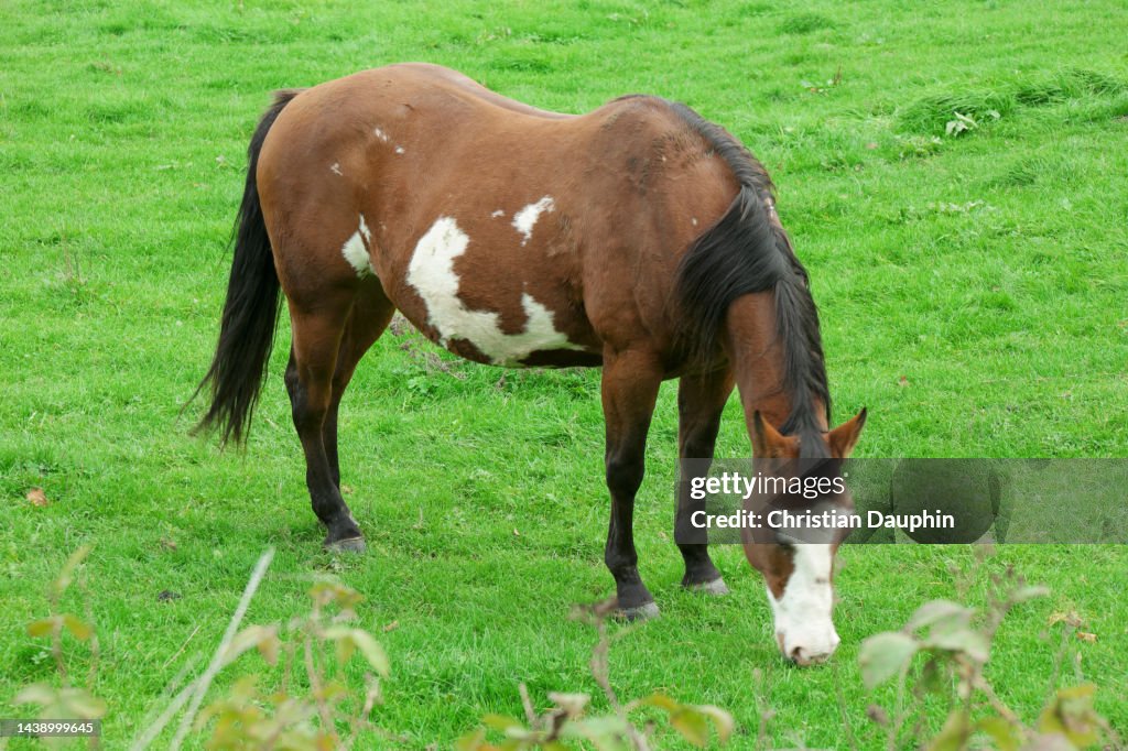 Horses