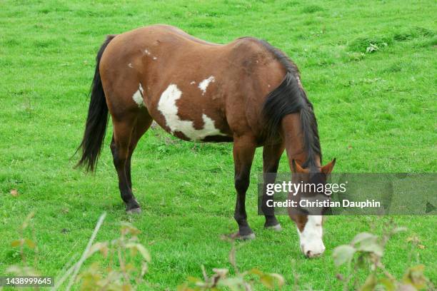 Horses, Stock-Foto
