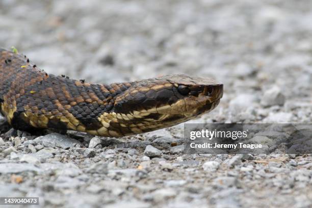 cottonmouth - cottonmouth snake stock pictures, royalty-free photos & images