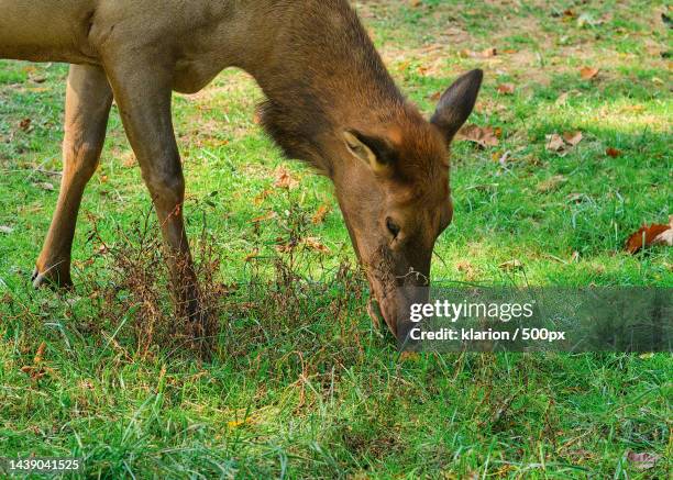 brown elk is feeding on grass in the field - doe foot stock pictures, royalty-free photos & images