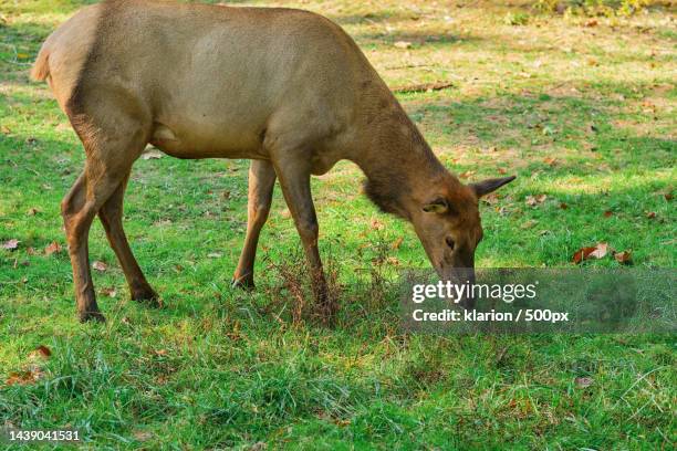 brown elk is feeding on grass in the field - doe foot stock pictures, royalty-free photos & images
