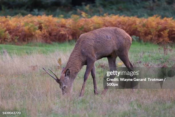 side view of roe deer grazing on field,richmond park,richmond,united kingdom,uk - wayne gerard trotman fotografías e imágenes de stock