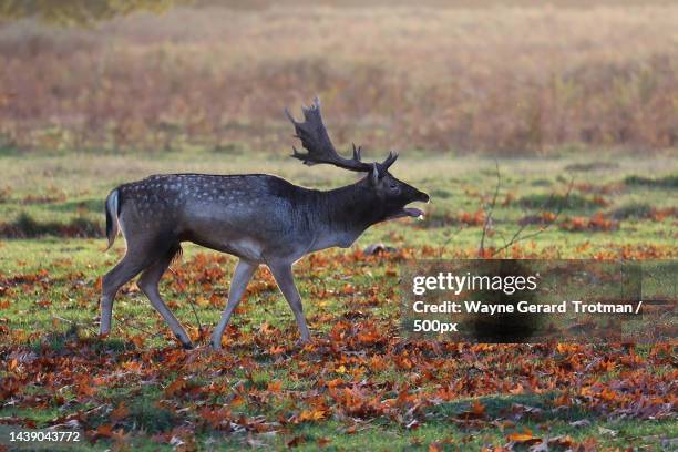 side view of fallow red deer standing on field,united kingdom,uk - wayne gerard trotman fotografías e imágenes de stock