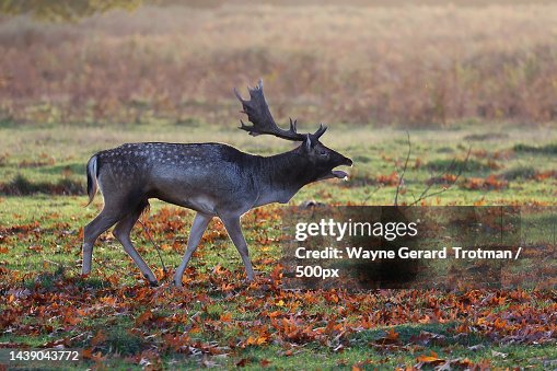Fallow Red Side View Of Fallow Red Deer Standing On Field United Kingdom Uk High ...
