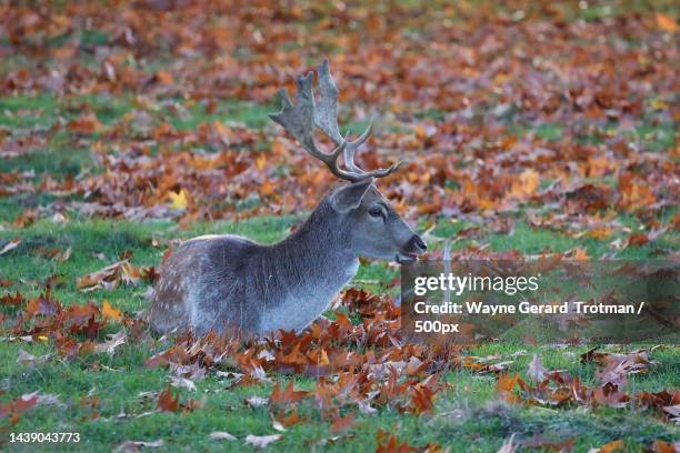 side view of red deer standing on field,united kingdom,uk - wayne gerard trotman stockfoto's en -beelden