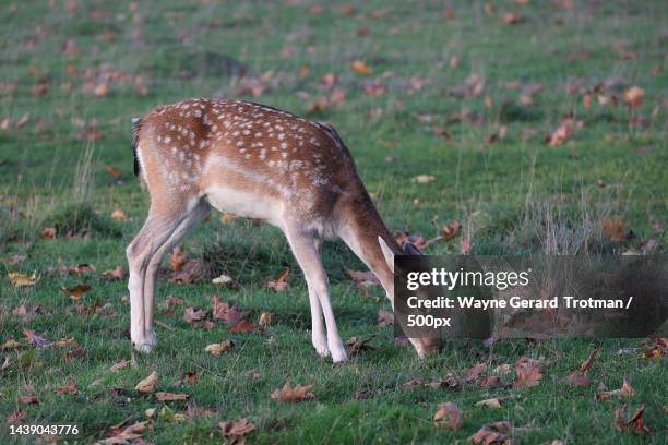 side view of fallow white standing on field,united kingdom,uk - wayne gerard trotman stockfoto's en -beelden