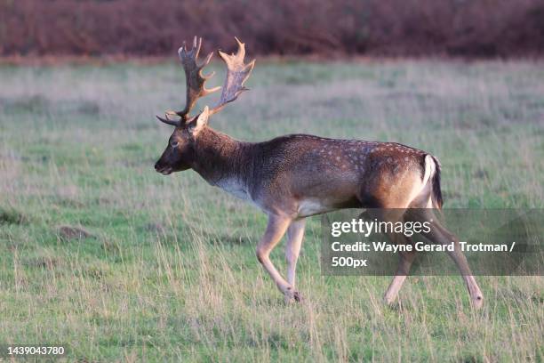 side view of red white walking on field,united kingdom,uk - wayne gerard trotman fotografías e imágenes de stock