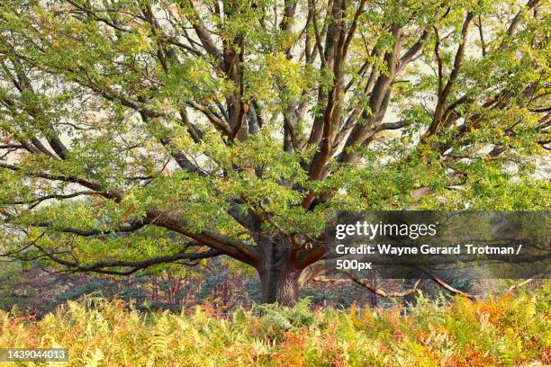 trees growing on field,united kingdom,uk - wayne gerard trotman stockfoto's en -beelden