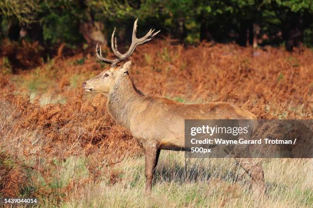 side view of red deer standing on field,richmond park,richmond,united kingdom,uk - wayne gerard trotman fotografías e imágenes de stock