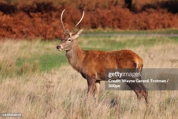 side view of red deer standing on field,richmond park,richmond,united kingdom,uk - wayne gerard trotman stockfoto's en -beelden