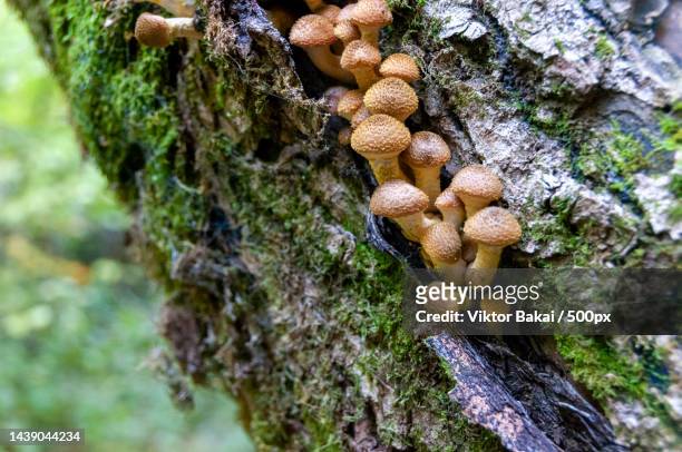 close-up of mushrooms growing on tree trunk - parasitic ストックフォトと画像