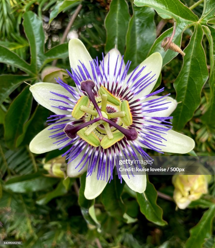 Close-up of purple flower,Luttelgeest,Netherlands