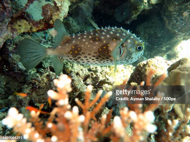 close-up of puffer tropical balloonsaltwater fish swimming in sea - balloonfish stock pictures, royalty-free photos & images