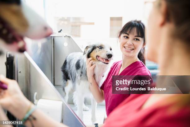 border collie at dog groomer - pet groom stock pictures, royalty-free photos & images