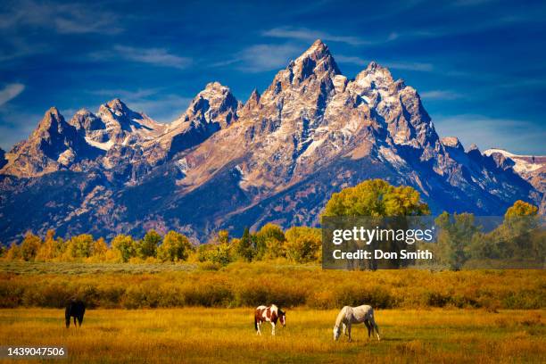 horses in front of grand teton range - wyoming stock pictures, royalty-free photos & images