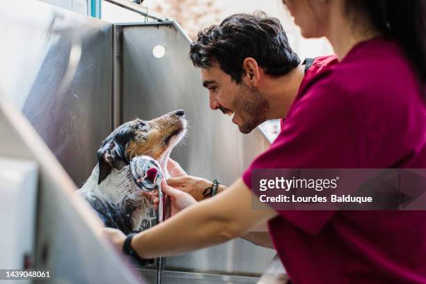 border collie at dog groomer - shower man woman washing stock pictures, royalty-free photos & images