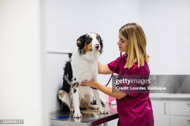 dog medical checkup at veterinary clinic - veterinary fotografías e imágenes de stock