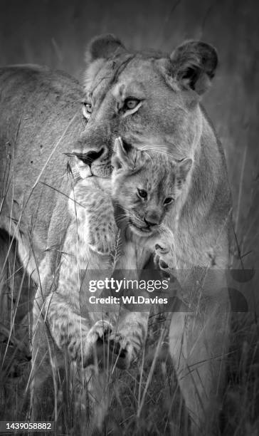 löwen tragendes junges - lion cub stock-fotos und bilder