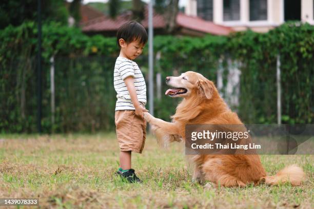 portrait of golden retriever giving paw - human hand pet paw stock pictures, royalty-free photos & images